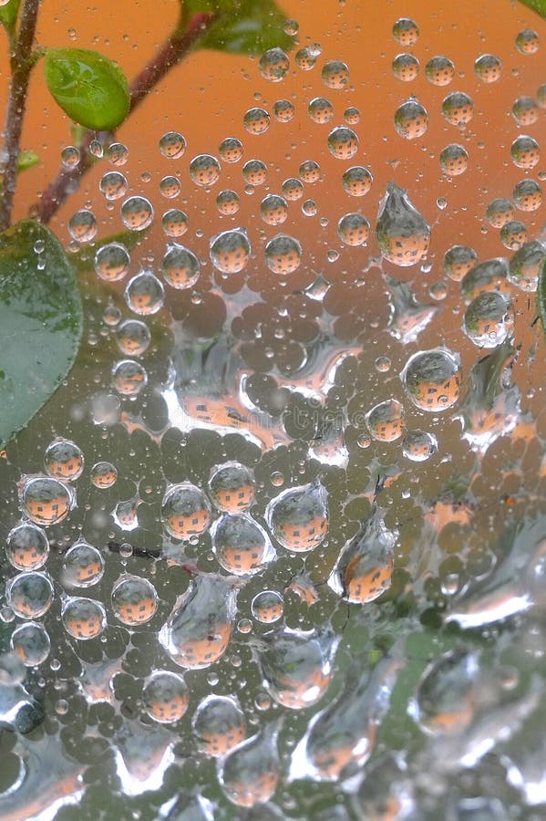 Water drops at spider net