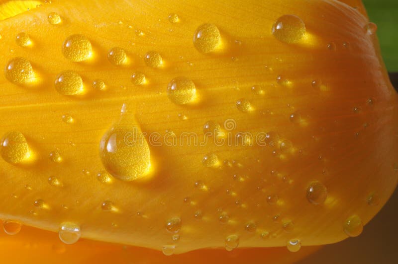 Water drops on tulip