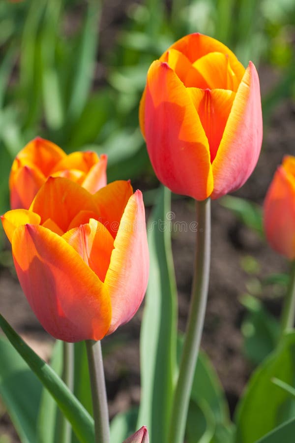 Water drops on tulip petal