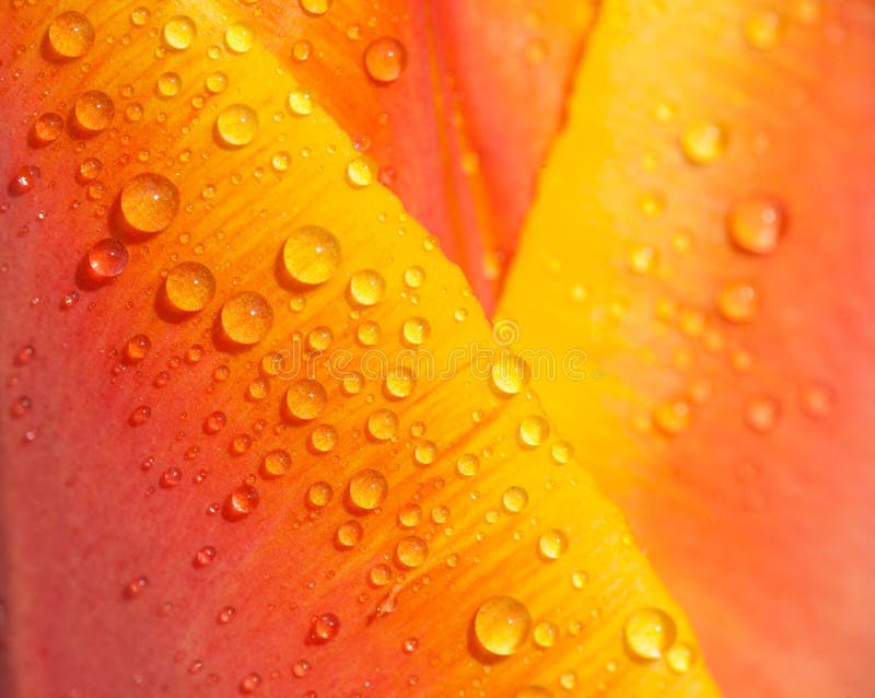 Water drops on tulip petal