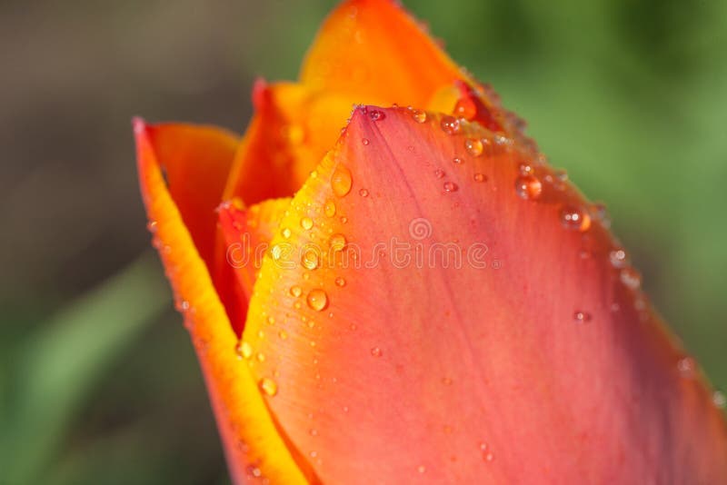 Water drops on tulip petal