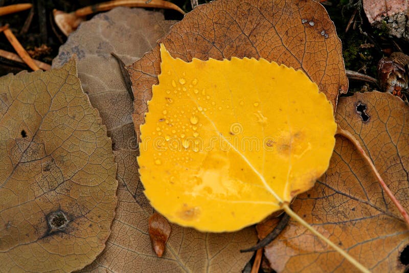 Yellow aspen leaf against decaying leaves. Yellow aspen leaf against decaying leaves