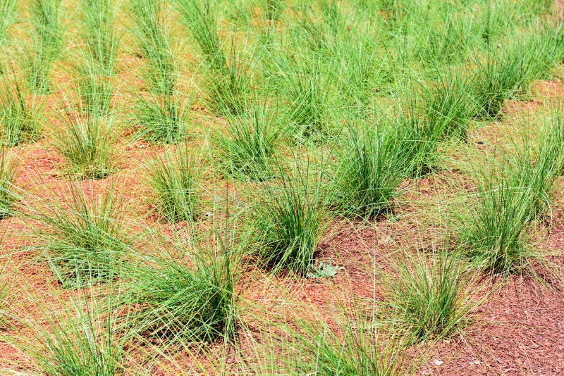 Water Efficient Ornamental Grass Planted in Rows and Covered with Mulch