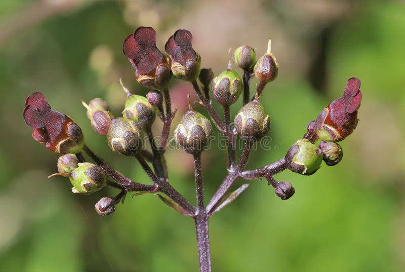 Water Figwort - Scrophularia auriculata Wetland Wild Flower