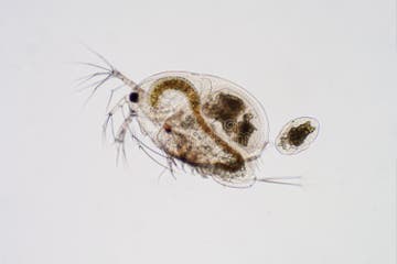 Water Flea Moina Macrocopa Under Microscope View Stock Photo - Image of