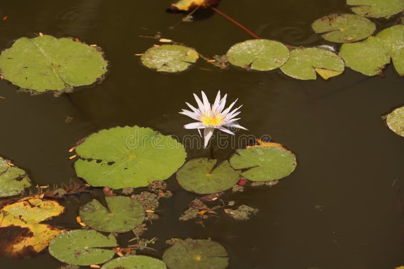 Water, Yellow, Still Life Photography, Computer Wallpaper Picture. Image 99357827