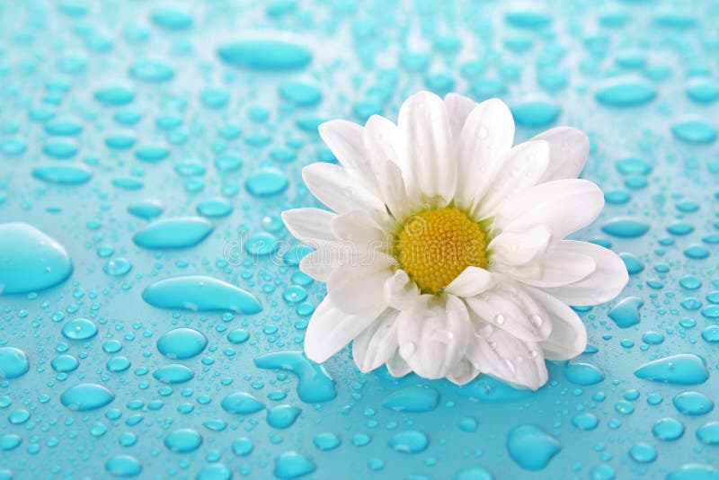 Water flower stock photo. Image of blue, beauty, pattern 59318764