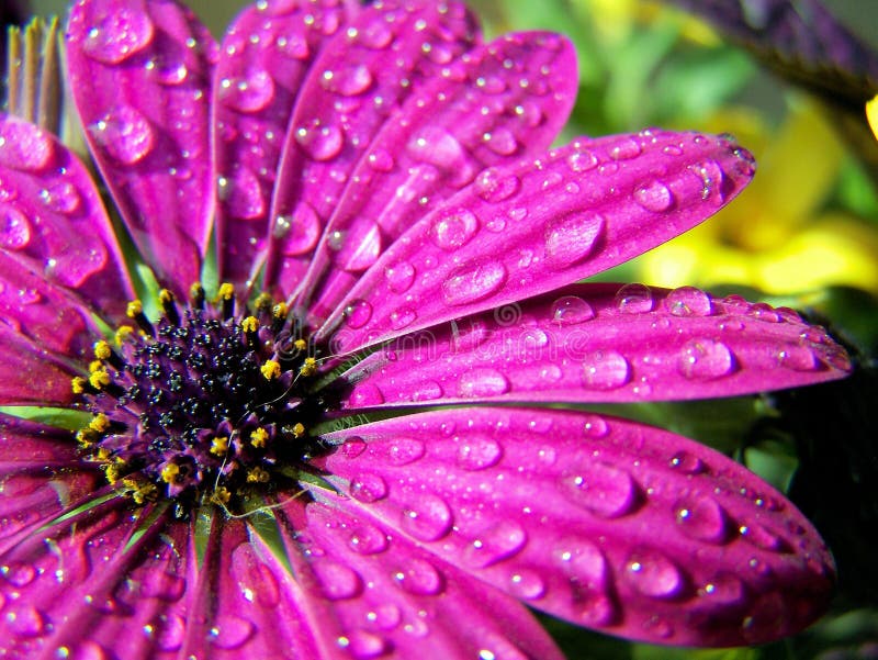 Water on a Flower stock photo. Image of purple, macro 5276084