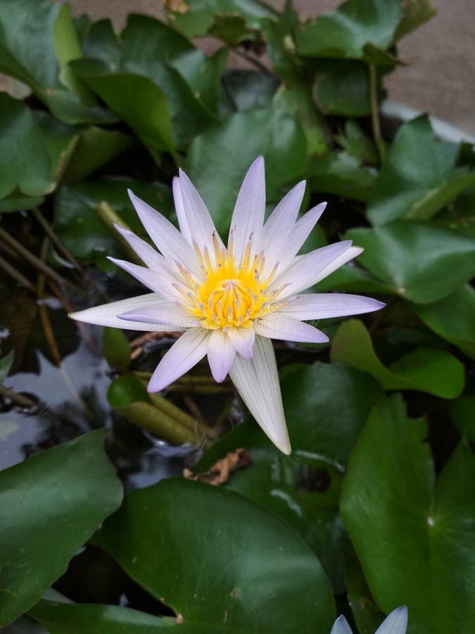 Lotus Flower Southeast Asia Stock Image Image of environment, beauty