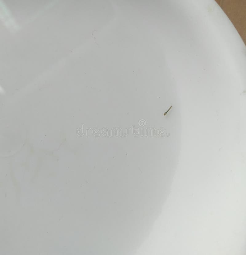Water Flowing in White Bowl, Mosquito Larva in the Container Stock