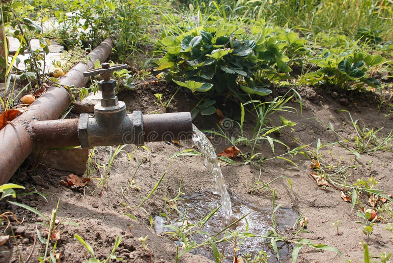 Water Pressure from the Tap for Watering Plants on the Plot, in the