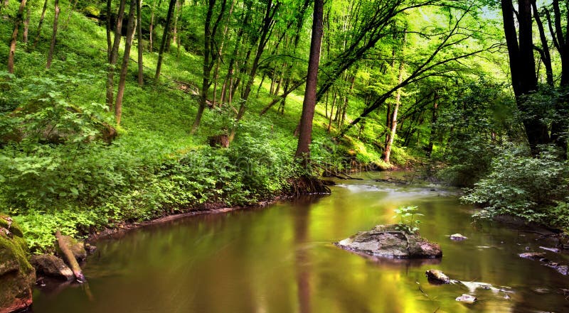 Water in forest