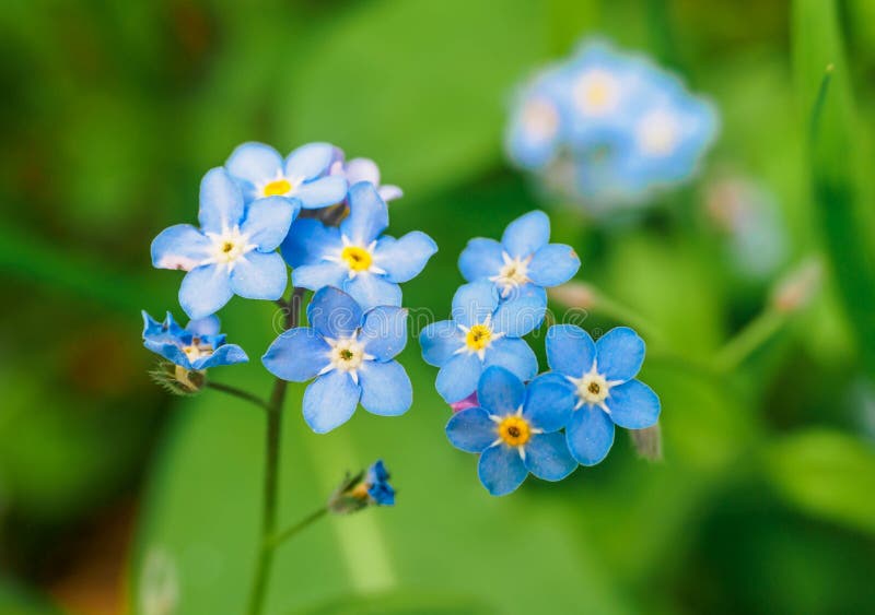 5 955 Myosotis Photos Free Royalty Free Stock Photos From Dreamstime 5 955 Myosotis Photos Free Royalty Free Stock Photos From Dreamstime