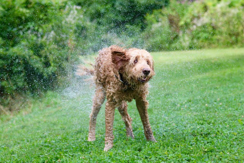 Divertimento in acqua Un golden doodle dog scrollarsi di dosso l'acqua dopo una nuotata.