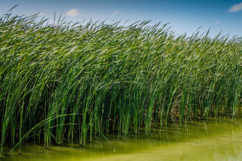 Water Grass royalty free stock image