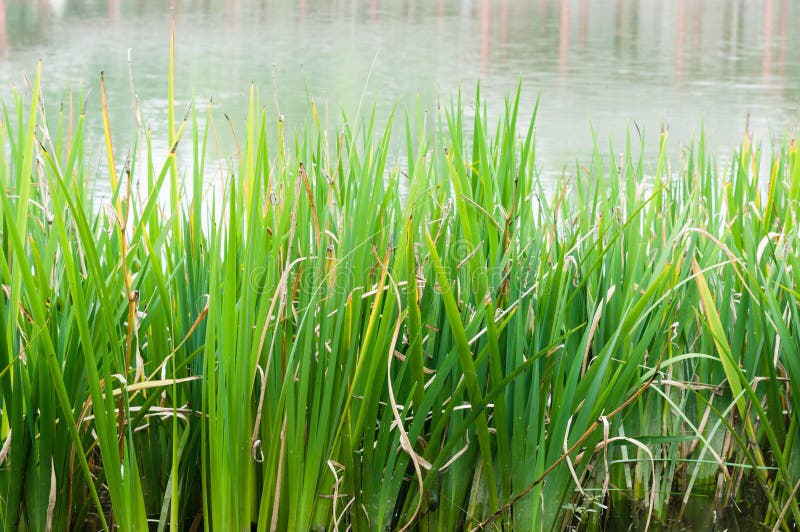 Water and grass stock photo. Image of decoration, life 5660772
