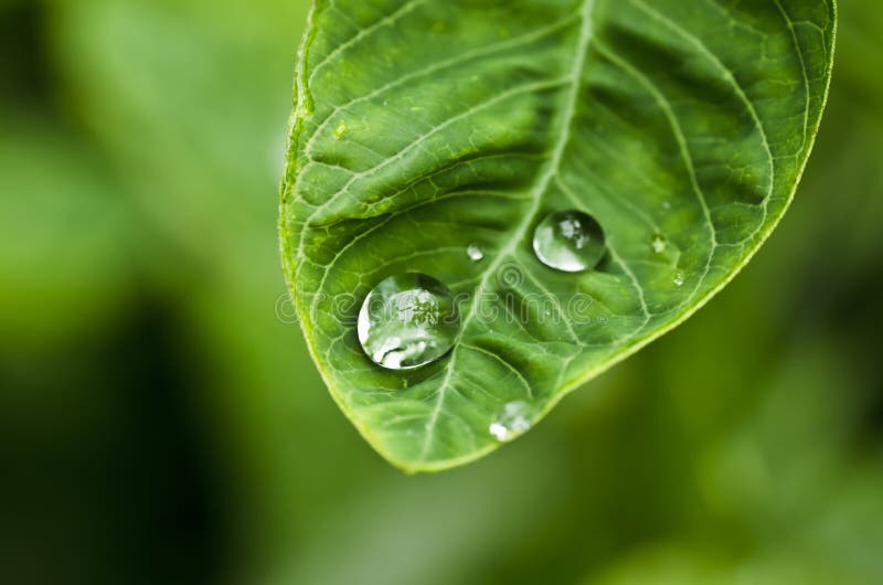 Water green leaf