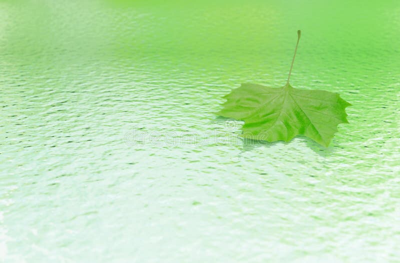 Water with green leaf stock photography