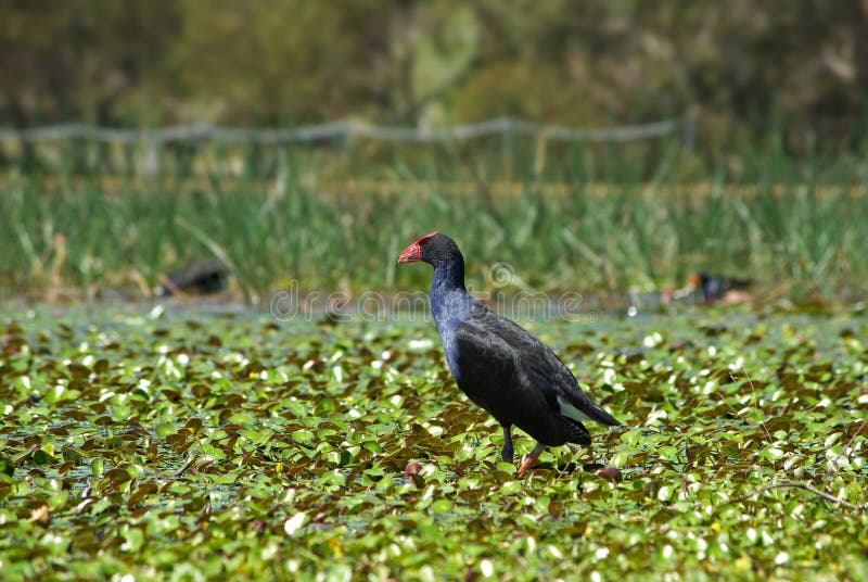 Water hen bird on water stock image. Image of animal, river 4643723