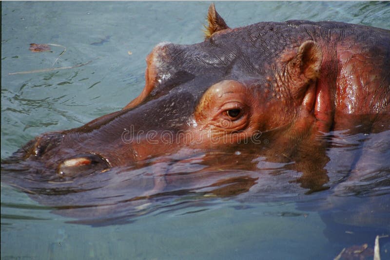 Hippo wades in water. Hippo wades in water
