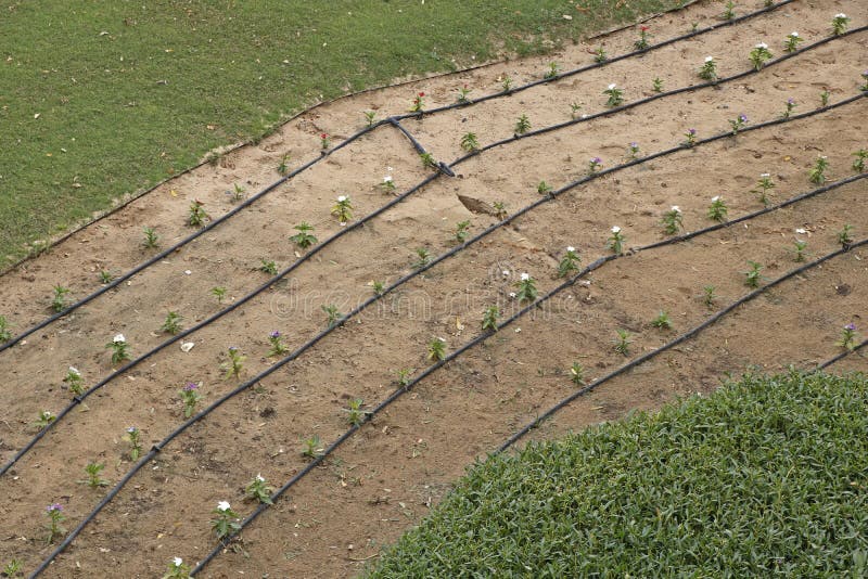 Water hose line for garden stock image. Image of environment 180294503