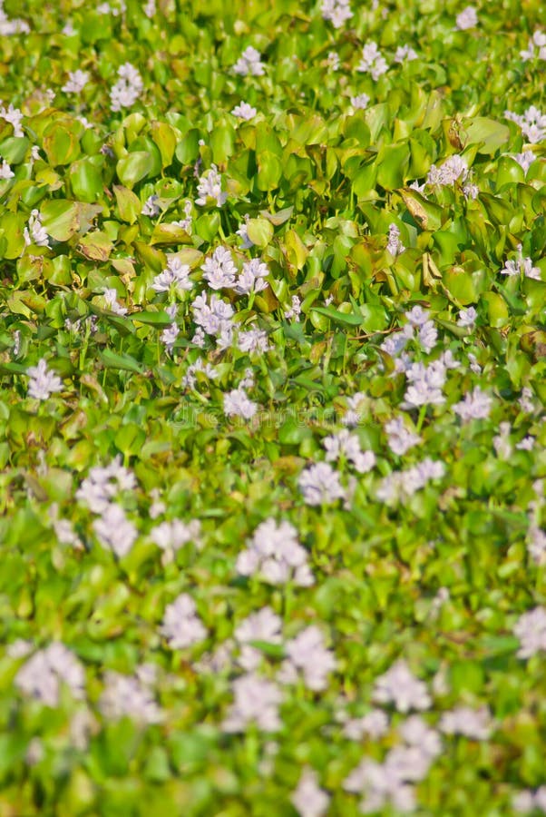 Water Hyacinth stock image. Image of hyacinth, climate 48282813