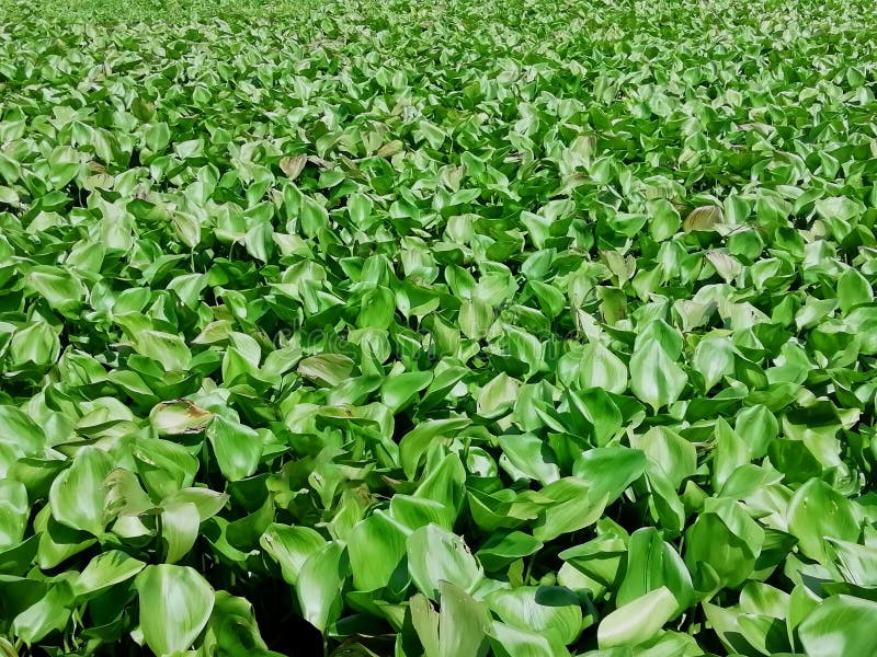 Water Hyacinth Green Leaf In Water Stock Photo Image of specially