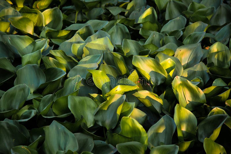Water hyacinth leaves stock photo. Image of leaf, aquatic 79379584