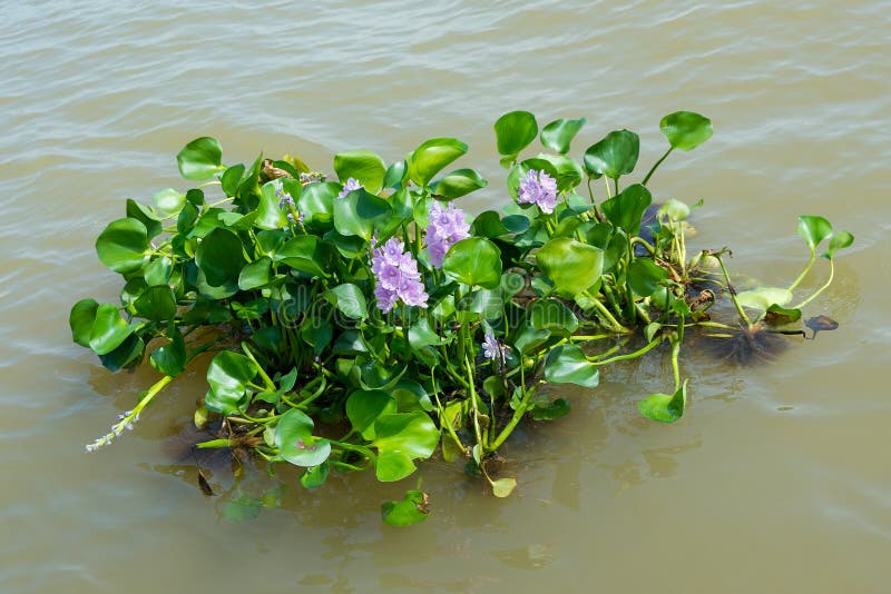 Water Hyacinth Plant Floating on a River Stock Photo Image of river