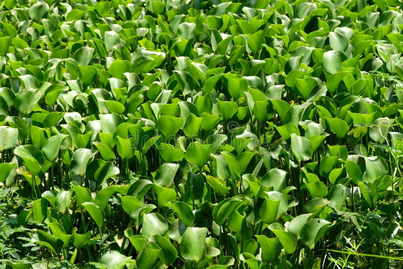 Water Hyacinth Plants Green Leaves Stock Photo Image of traditional