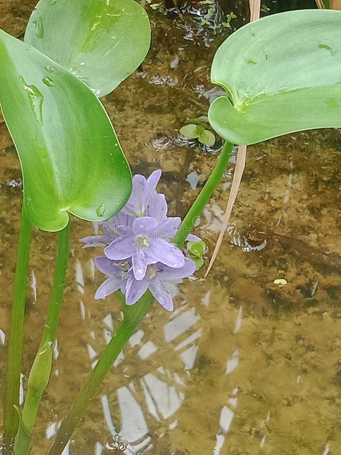 Water Hyacinth Plants that Live in Water are Beautiful Stock Image