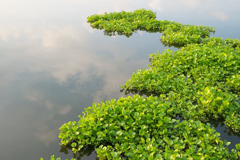 Water Hyacinth in pond stock image. Image of vegetable 33556161