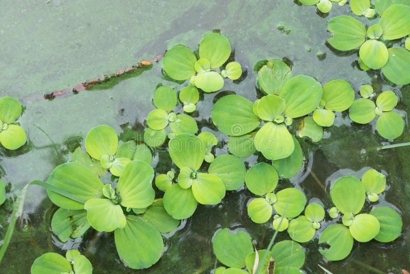 Water hyacinth in pond stock photo. Image of flora, closeup 79385040