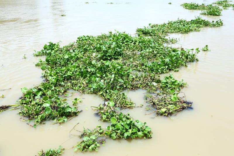 Water Hyacinth Eichhornia Crassipes Also Known As `terror of Bengal` an