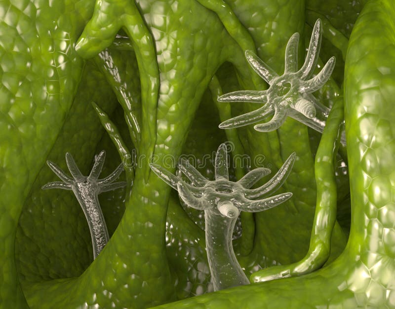 Water hydra stock illustration. Illustration of freshwater - 63866479 Water hydra stock illustration. Illustration of freshwater - 63866479