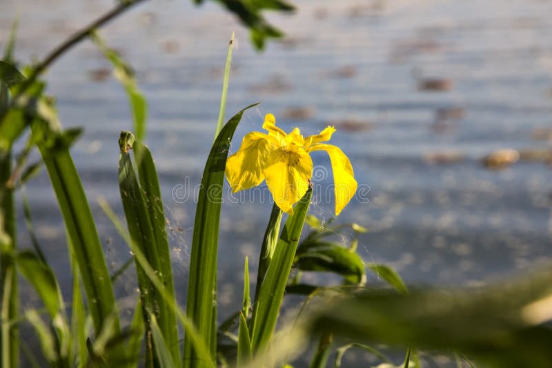 Water Irises by the Shore of a Lake at Sunset Seen Up Close Stock Image