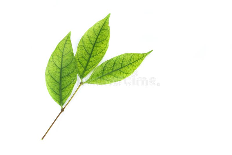 Water jasmine leaf white background in studio royalty free stock images