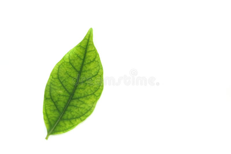 Water jasmine leaf white background in studio royalty free stock image