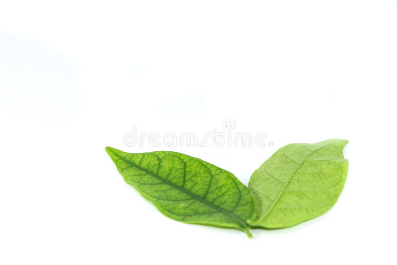 Water jasmine leaf white background in studio royalty free stock images