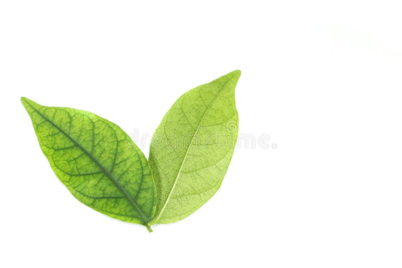 Water jasmine leaf white background in studio stock photography