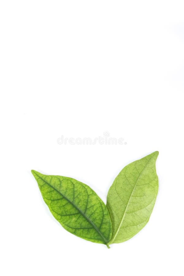 Water jasmine leaf white background in studio stock photography