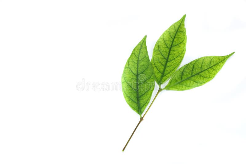 Water jasmine leaf white background in studio royalty free stock photography