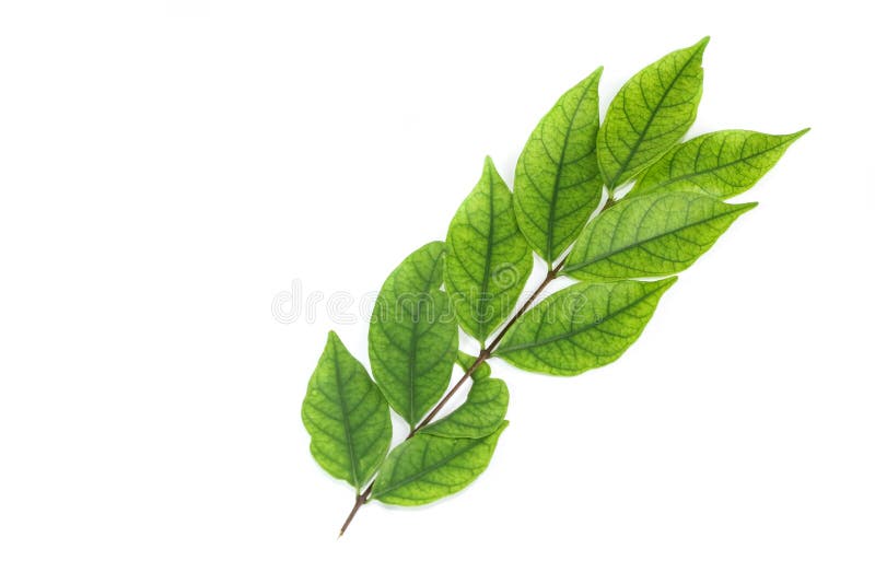 Water jasmine leaf white background in studio royalty free stock photos