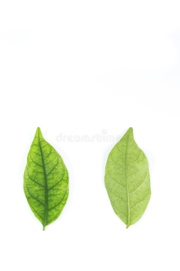 Water jasmine leaf white background in studio royalty free stock images