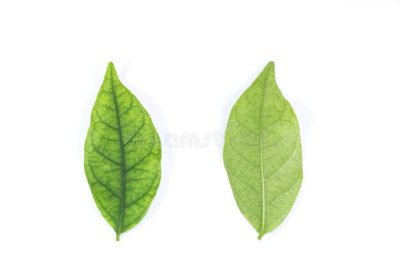 Water jasmine leaf white background in studio stock image