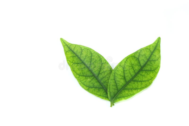 Water jasmine leaf white background in studio stock images