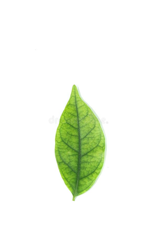 Water jasmine leaf white background in studio royalty free stock image