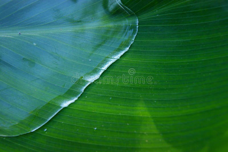 WATER ON THE LEAF