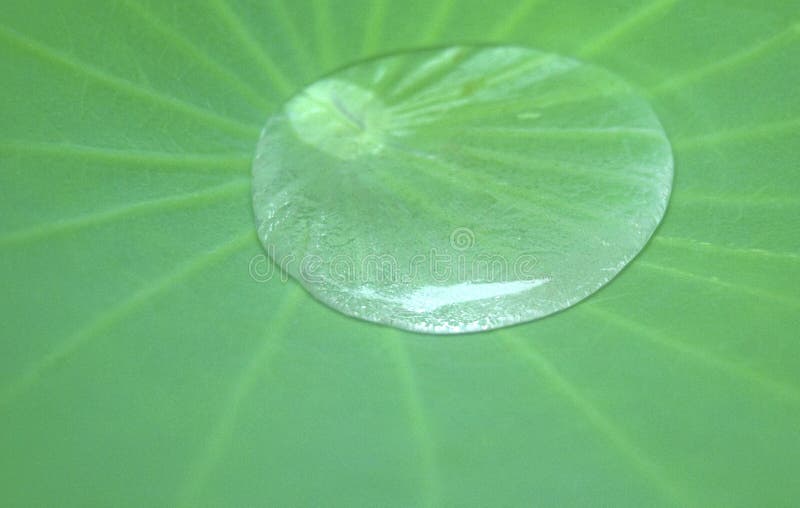 Water on leaf stock photo