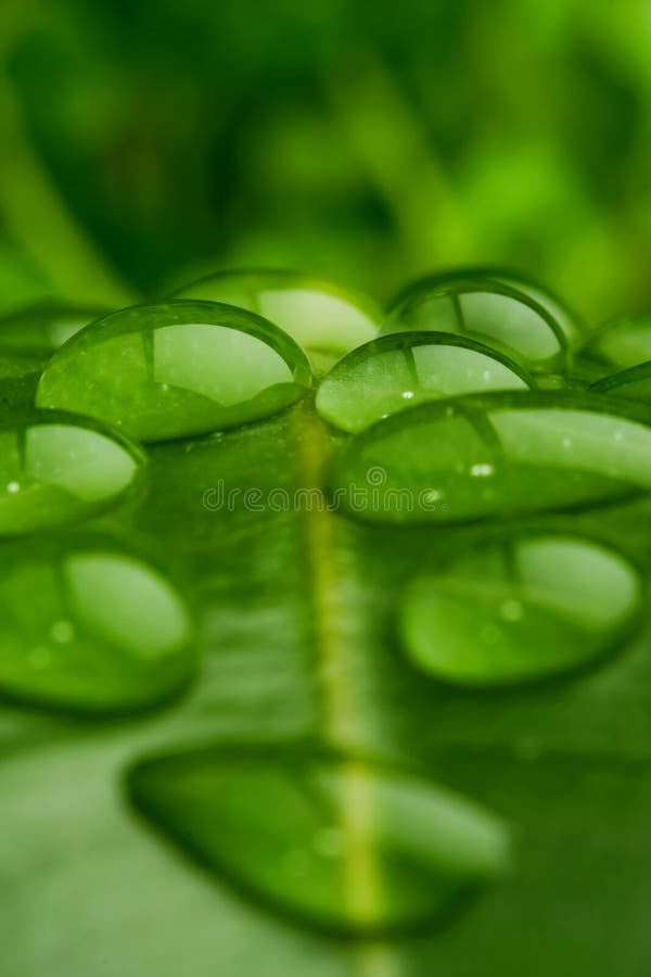 Water on leaf closeup